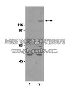 merck millipore,默克密理博,07-428,Anti-phospho-eNOS (Ser1177) Antibody