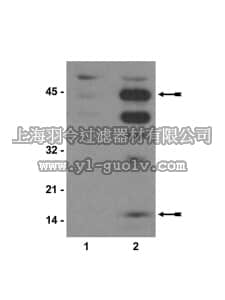 merck millipore,默克密理博,07-430,Anti-phospho-Neurogranin (Ser36)/Neuromodulin (Ser41) Antibody