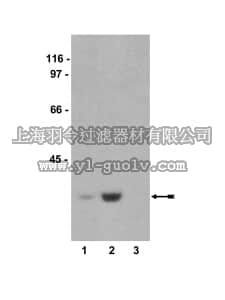 merck millipore,默克密理博,07-433,Anti-phospho-Ribosomal Protein S6 (Ser235) Antibody