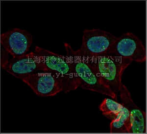 merck millipore,默克密理博,07-436-AF488,Anti-monomethyl Histone H3 (Lys4) Antibody, Alexa Fluor 488 Conjugate