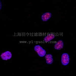 merck millipore,默克密理博,07-436,Anti-monomethyl-Histone H3 (Lys4) Antibody