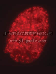 merck millipore,默克密理博,07-441,Anti-dimethyl-Histone H3 (Lys9) Antibody