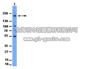 merck millipore,默克密理博,07-447,Anti-Acinus Antibody, NT