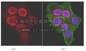 merck millipore,默克密理博,07-448,Anti-monomethyl-Histone H3 (Lys27) Antibody