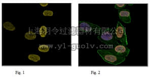 merck millipore,默克密理博,07-449-AF647,Anti-trimethyl Histone H3 (Lys27), Alexa Fluor 647 Conjugate Antibody