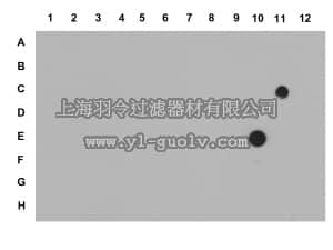 merck millipore,默克密理博,07-449,Anti-trimethyl-Histone H3 (Lys27) Antibody