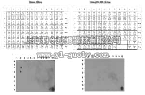 merck millipore,默克密理博,07-450-S,Anti-monomethyl-Histone H3 (Lys9) Antibody, Trial Size