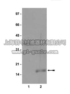 merck millipore,默克密理博,07-450,Anti-monomethyl-Histone H3 (Lys9) Antibody
