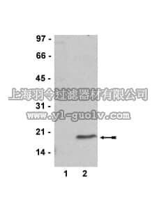 merck millipore,默克密理博,07-452,Anti-dimethyl-Histone H3 (Lys27) Antibody