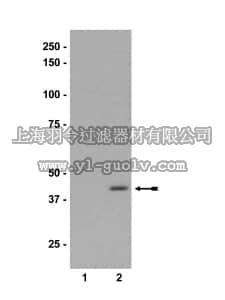 merck millipore,默克密理博,07-461,Anti-phospho-MEK1 (Ser218/222)/MEK2 (Ser222/226) Antibody