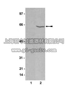 merck millipore,默克密理博,07-466,Anti-PPARγ Antibody