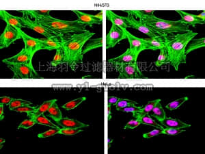 merck millipore,默克密理博,07-468,Anti-HuR Antibody