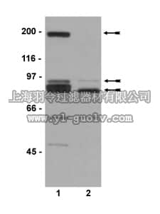 merck millipore,默克密理博,07-469,Anti-Acinus Antibody, CT