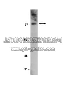 merck millipore,默克密理博,07-471,Anti-Daxx Antibody