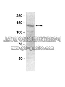 merck millipore,默克密理博,07-472,Anti-PTPα Antibody