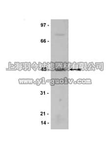 merck millipore,默克密理博,07-474,Anti-p38γ/SAPK3 Antibody