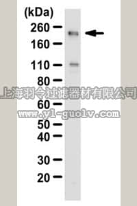 merck millipore,默克密理博,07-478,Anti-SNF2β/BRG1 Antibody