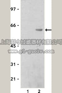 merck millipore,默克密理博,07-482,Anti-Calmodulin Binding Protein Epitope Tag Antibody