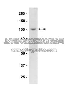merck millipore,默克密理博,07-488,Anti-PKD2 Antibody