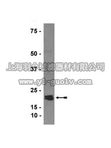 merck millipore,默克密理博,07-490,Anti-HSP20 Antibody