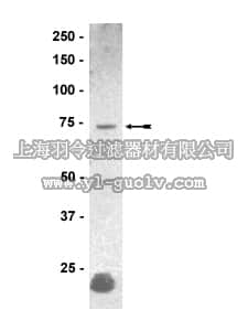 merck millipore,默克密理博,07-491,Anti-Kv4.2 Antibody