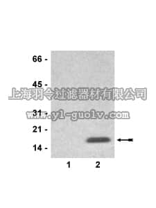 merck millipore,默克密理博,07-492,Anti-phospho-Histone H3 (Thr11) Antibody