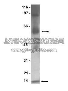 merck millipore,默克密理博,07-496,Anti-Myeloperoxidase Antibody