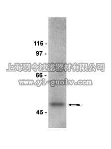 merck millipore,默克密理博,07-497,Anti-p47-phox Antibody