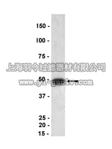 merck millipore,默克密理博,07-500,Anti-p47-phox (mouse) Antibody