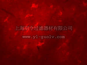 merck millipore,默克密理博,07-502,Anti-p67-phox (mouse) Antibody