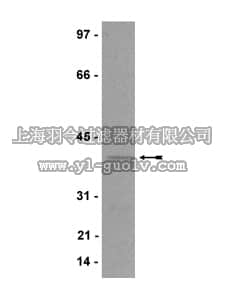merck millipore,默克密理博,07-503,Anti-p40-phox Antibody