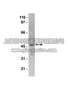 merck millipore,默克密理博,07-505,Anti-HDAC8 Antibody
