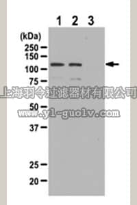 merck millipore,默克密理博,07-507,Anti-phospho-BMK1/Erk5 (Thr218/Tyr220) Antibody