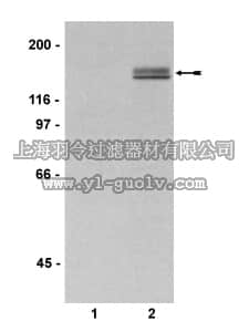 merck millipore,默克密理博,07-509,Anti-phospho-PLCγ-1 (Tyr783) Antibody