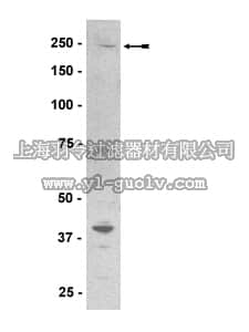 merck millipore,默克密理博,07-513,Anti-PLCε Antibody