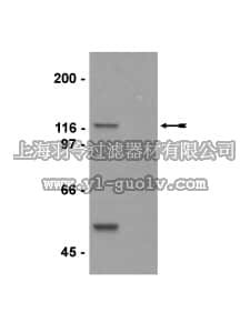 merck millipore,默克密理博,07-515,Anti-p125Nap1 (Nck-associated protein 1) Antibody