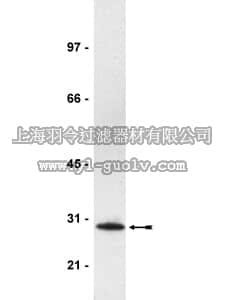 merck millipore,默克密理博,07-517,Anti-Ran Antibody