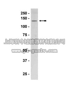 merck millipore,默克密理博,07-520,Anti-eNOS/NOS III Antibody, CT