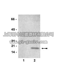merck millipore,默克密理博,07-521,Anti-dimethyl-Histone H3 (Lys9) Antibody
