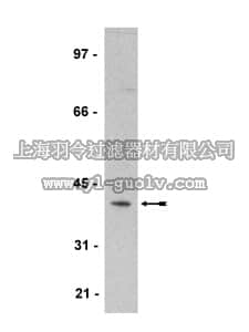merck millipore,默克密理博,07-524,Anti-Spry2 Antibody