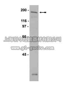 merck millipore,默克密理博,07-525,Anti-KIF21B Antibody