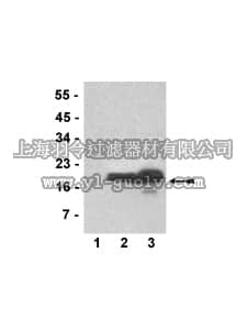 merck millipore,默克密理博,07-528,Anti-trimethyl (Lys79)-phospho (Thr80)-Histone H3 Antibody