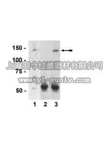 merck millipore,默克密理博,07-531,Anti-PIR121-1/Sra-1 Antibody