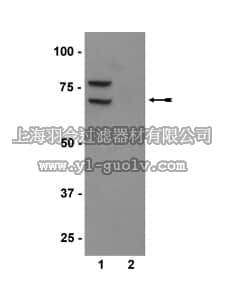 merck millipore,默克密理博,07-532,Anti-phospho-PKR (Thr446) Antibody