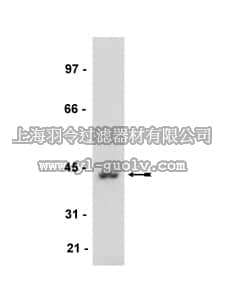 merck millipore,默克密理博,07-535,Anti-MKP1 Antibody