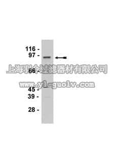merck millipore,默克密理博,07-537,Anti-Prox1 Antibody