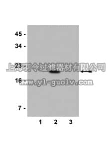 merck millipore,默克密理博,07-539,Anti-acetyl-Histone H3 (Lys 4) Antibody