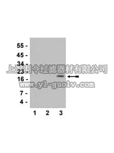 merck millipore,默克密理博,07-540,Anti-acetyl-Histone H3 (Lys36) Antibody