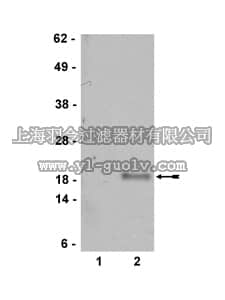 merck millipore,默克密理博,07-543,Anti-p19 ARF Antibody