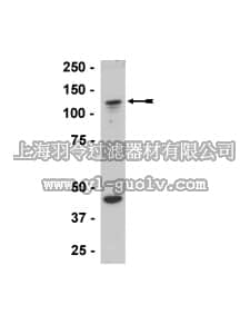 merck millipore,默克密理博,07-546,Anti-ADAP/SLAP-130/Fyb Antibody